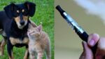e-papierosy,szara strefa,ryzyko zakupów,bezpieczeństwo,legalność