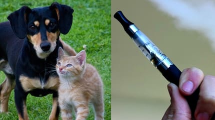 Cat guide for switching from disposable to POD system