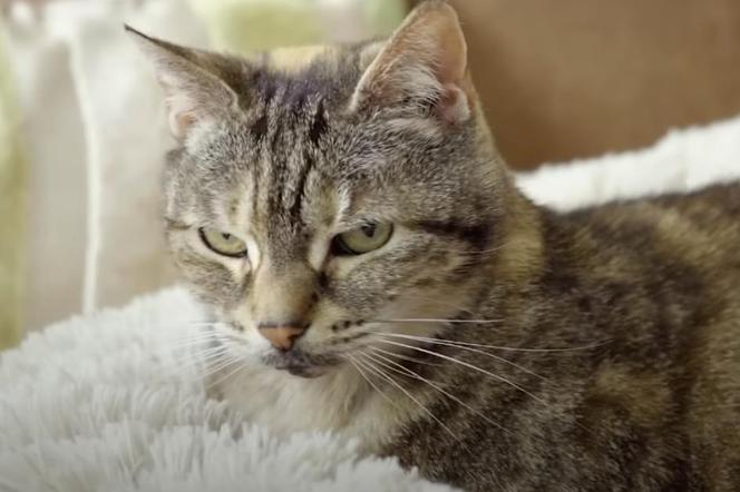 Image of a cat purring loudly