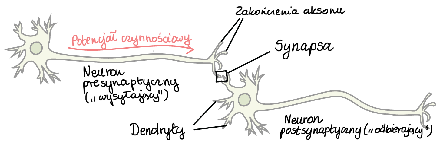 Schematyczna ilustracja działania mózgu i połączeń neuronalnych.