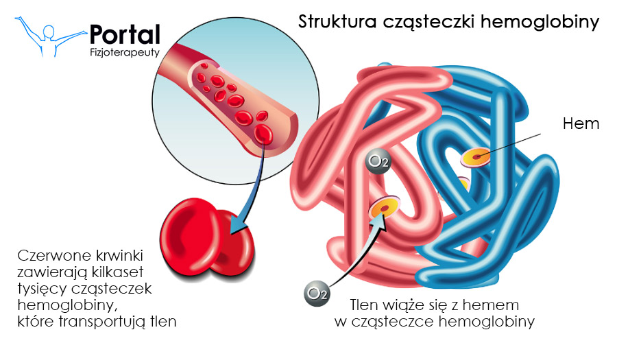 Ilustracja cząsteczki tlenku węgla blokującej wiązanie tlenu z krwinką czerwoną.