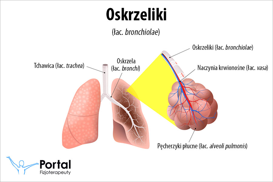 Mikroskopijne zdjęcie tkanki płucnej.