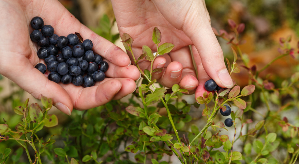 Zbieranie jagód w lesie, leśne owoce w dłoniach, spacer po lesie lato, koszyk leśnych owoców, tradycyjny smak - Ile kosztują jagody leśne? Tego nie rób bo dostaniesz mandat!