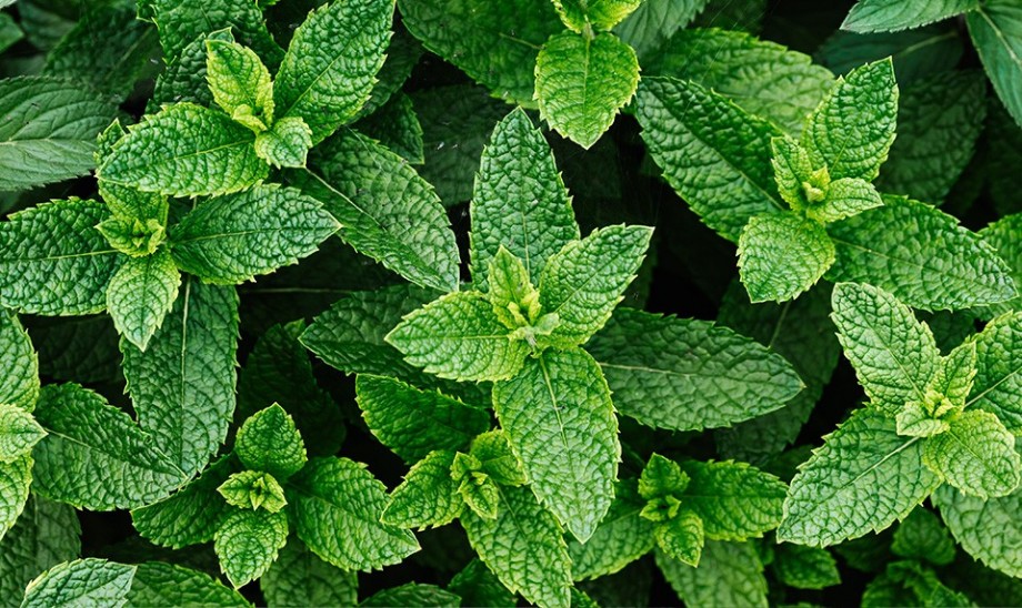 świeże liście mięty, kostki lodu, chłodzący efekt mięty - Mięta - wpływ na organizm