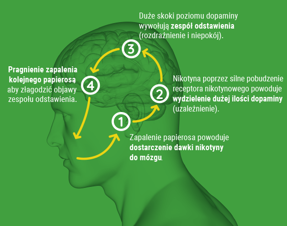 Uzależnienie palenie mózg, psychologia nałogu, walka z nałogiem, nikotyna dopamina mózg - Na czym polega uzależnienie od nikotyny i jak z nim walczyć? - Tabex