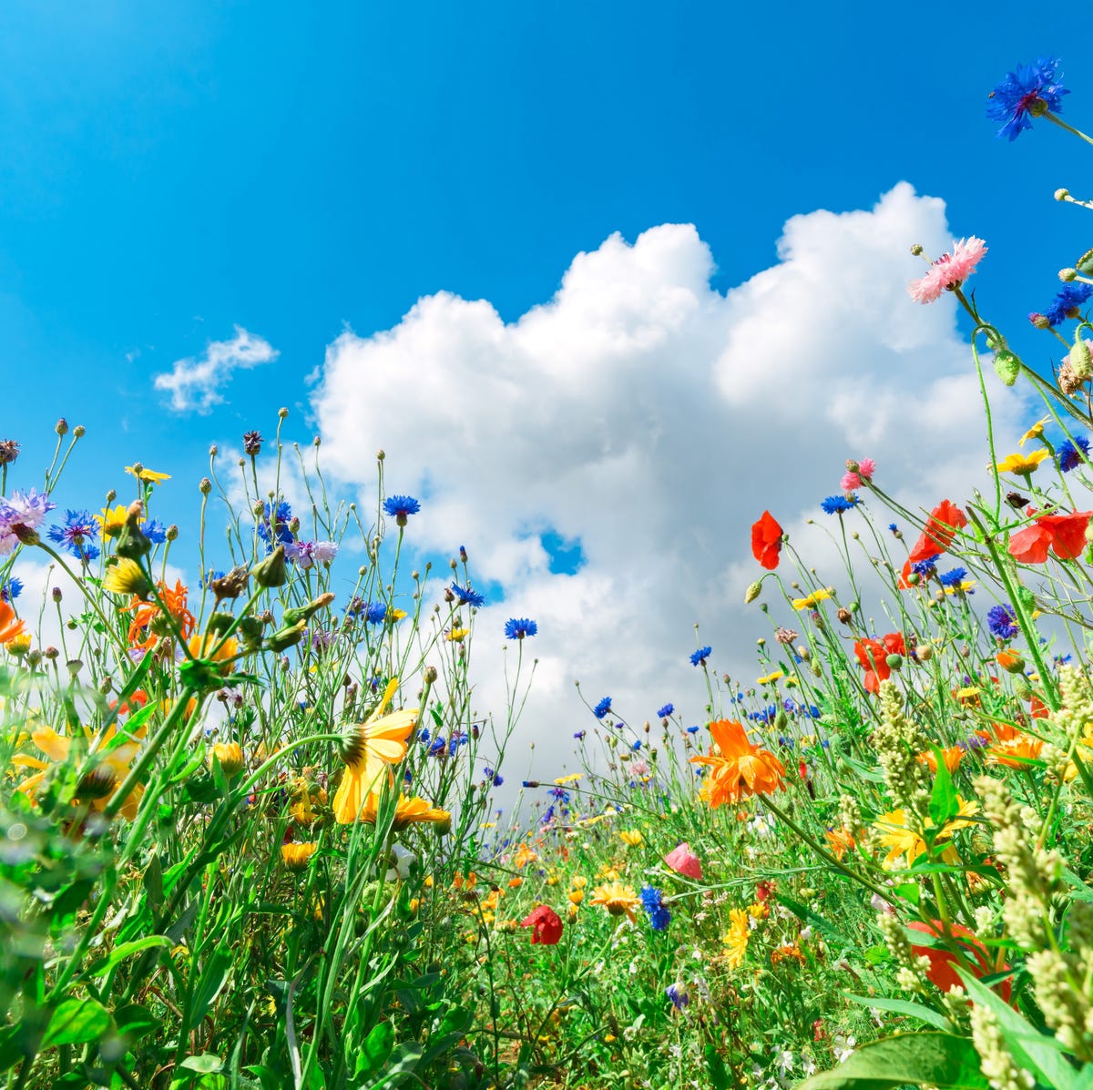 Summer - When Is the First Day of Summer 2025?