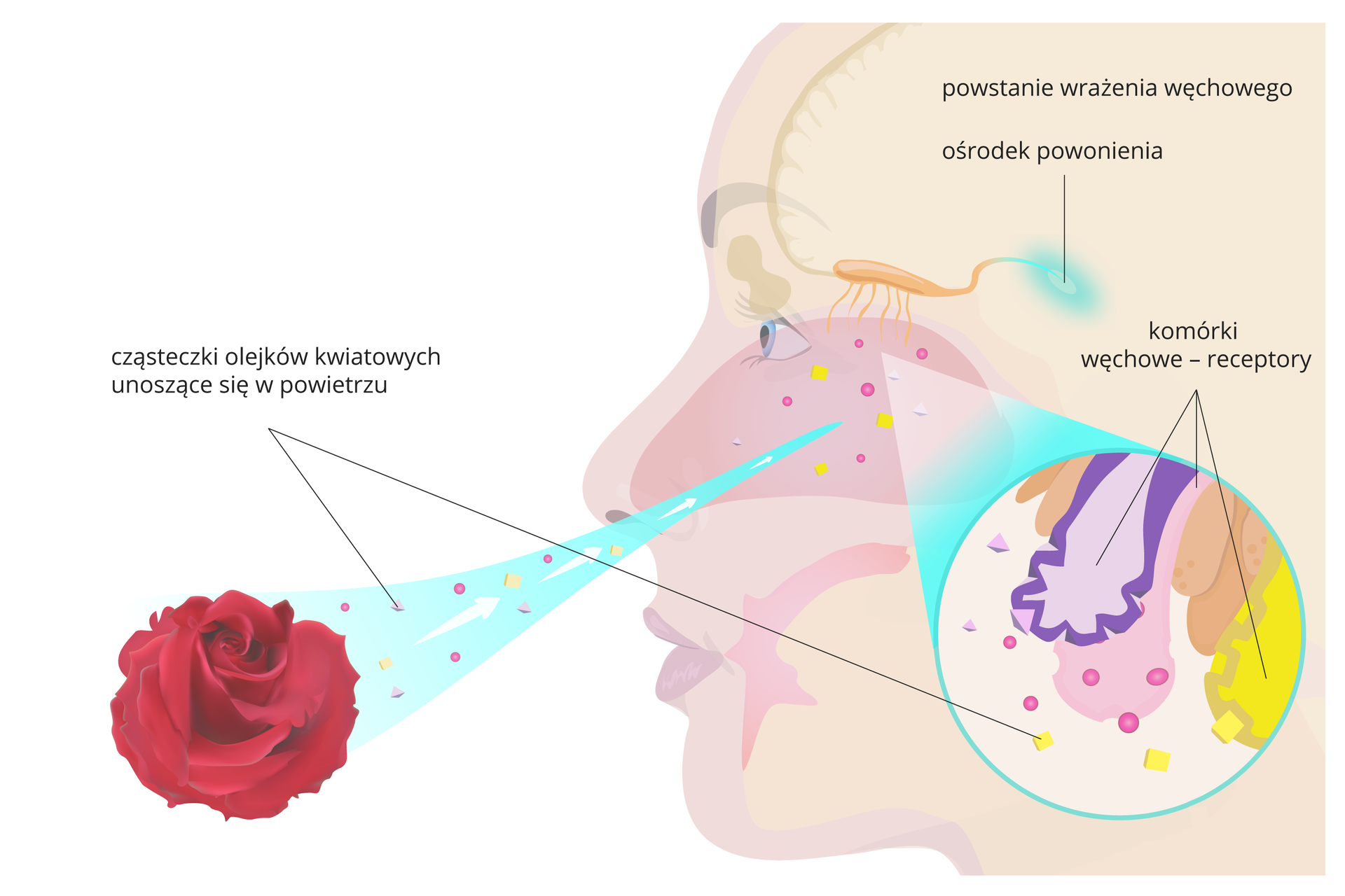 biologia węchu i smaku, zmysł węchu kluczowy dla smaku, schemat języka i nosa smak, olfactory system taste - Węch, smak, dotyk - zpe.gov.pl