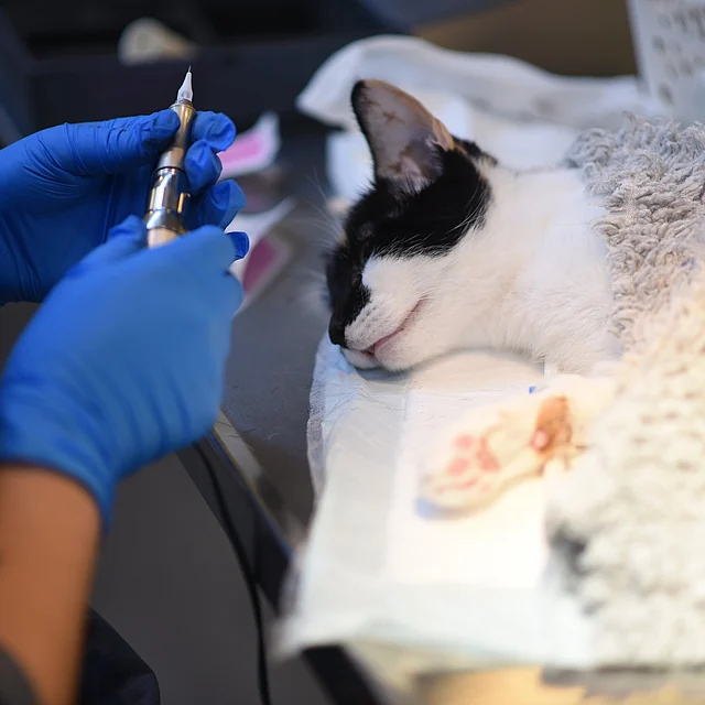 kot w transporterze do weterynarza, pilna wizyta weterynaryjna kot, objawy zatrucia kota nagła pomoc - Nagła pomoc dla kota | AniCura Polska