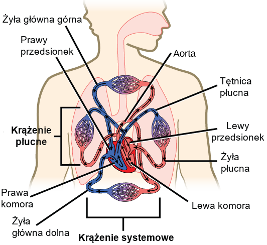 wpływ nikotyny na naczynia krwionośne, wazokonstrykcja diagram, obkurczanie naczyń krwionośnych w dziąsłach, schemat krążenia krwi w dziąsłach - Podstawowe wiadomości o układzie krążenia (artykuł) | Khan Academy