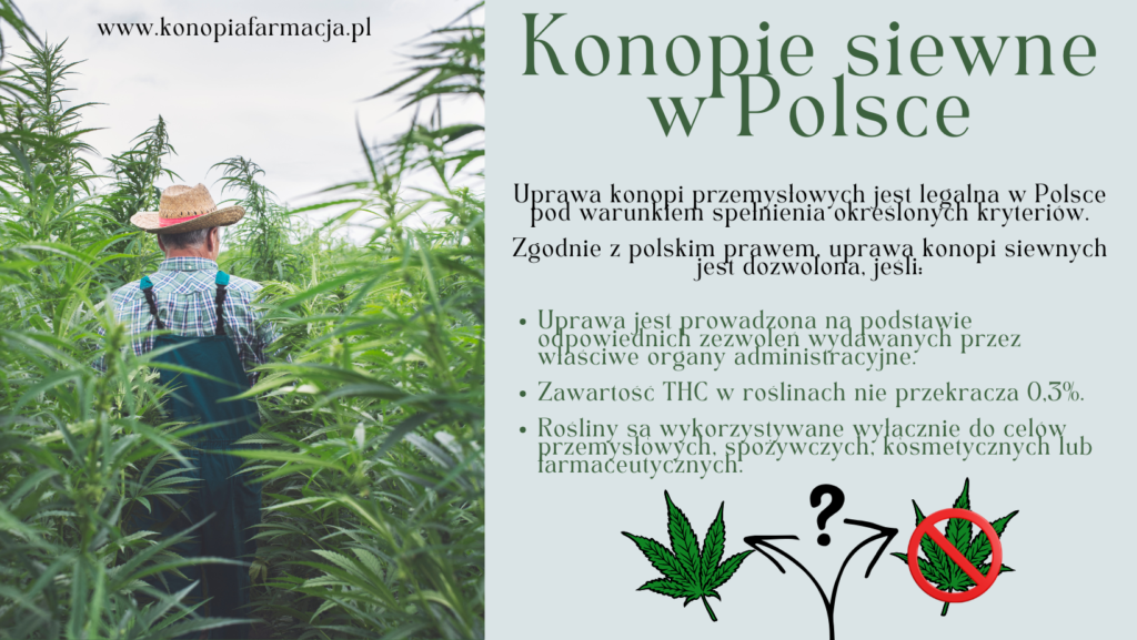 limit THC 0.3%, legalność konopi Polska, konopie siewne prawo, legalny THC, roślina konopi symbol - Czy konopia jest legalna w Polsce?