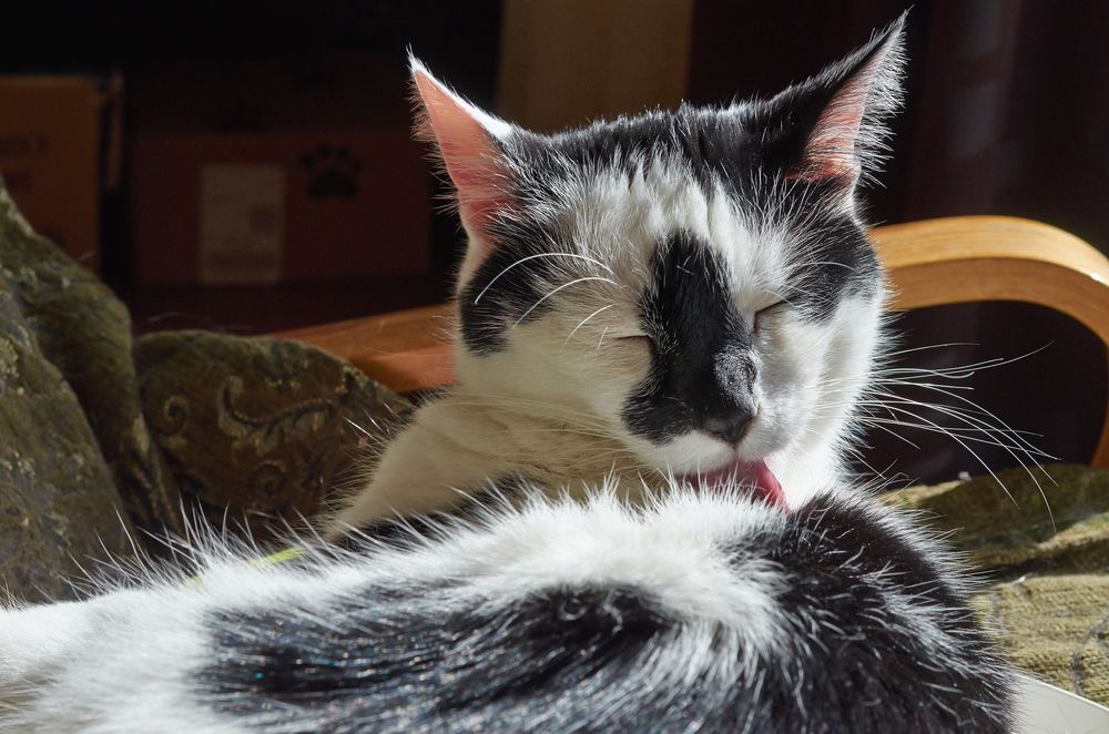 kot myjący futro po wapowaniu, osad PG na sierści kota, kot w zamyślonym pokoju para vape - Pomocy, moja kotka wygryza sobie futerko! - Porady na temat kotów ...