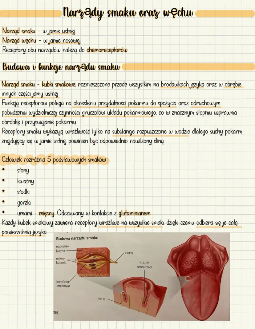 biologia smaku i węchu, receptory smaku języka i nosa, anatomia zmysłów vape, zmęczenie węchowe - Narządy smaku i węchu: Kompletna Notatka (Biologia) jako PDF ...