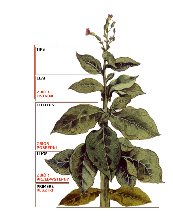 roślina tytoniu uprawa nikotyna naturalna ekstrakcja liście tytoń - Tytoń – uprawa, przygotowanie | fajka.net.pl
