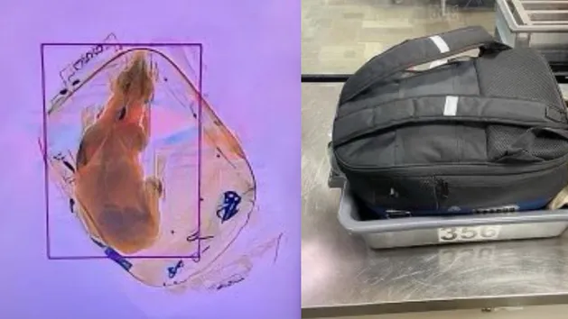 celnik lotnisko turcja odprawa bagaż e-papierosy konfiskata - Zdjęcie ze skanera lotniskowego. Celnik był w szoku