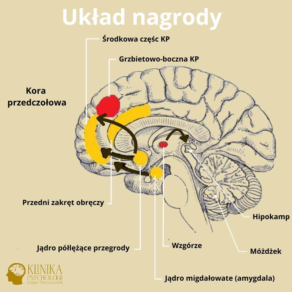 Schematyczny obraz ludzkiego mózgu z zaznaczonym układem nagrody i przepływem dopaminy, z nikotyną symbolicznie manipulującą tym systemem.